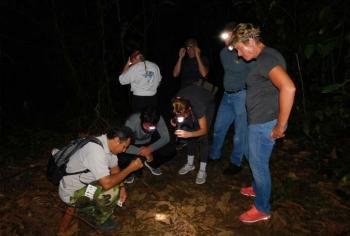 Night tour in Baru Wildlife Refuge, South Pacific, Costa Rica photo